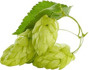 Alimento San Isidro Nicaragua lupulo de cerveza